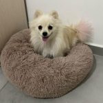 Round Plush Calming Dog Bed Donut-Style Anti-Anxiety Faux Fur Self-Warming photo review