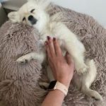 Round Plush Calming Dog Bed Donut-Style Anti-Anxiety Faux Fur Self-Warming photo review