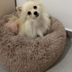 Round Plush Calming Dog Bed Donut-Style Anti-Anxiety Faux Fur Self-Warming photo review