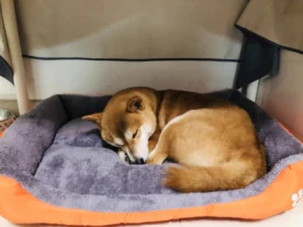 Plush Rectangle Dog Bed Nest Self-Warming Soft Washable Bolster photo review