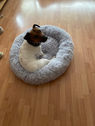 Round Plush Calming Dog Bed Donut-Style Anti-Anxiety Faux Fur Self-Warming photo review