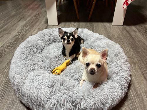 Round Plush Calming Dog Bed Donut-Style Anti-Anxiety Faux Fur Self-Warming photo review