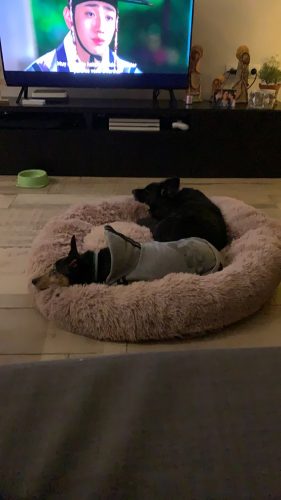 Round Plush Calming Dog Bed Donut-Style Anti-Anxiety Faux Fur Self-Warming photo review