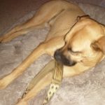 Round Plush Calming Dog Bed Donut-Style Anti-Anxiety Faux Fur Self-Warming photo review