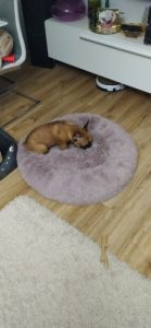 Round Plush Calming Dog Bed Donut-Style Anti-Anxiety Faux Fur Self-Warming photo review