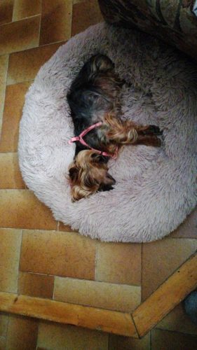 Round Plush Calming Dog Bed Donut-Style Anti-Anxiety Faux Fur Self-Warming photo review