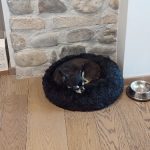 Round Plush Calming Dog Bed Donut-Style Anti-Anxiety Faux Fur Self-Warming photo review