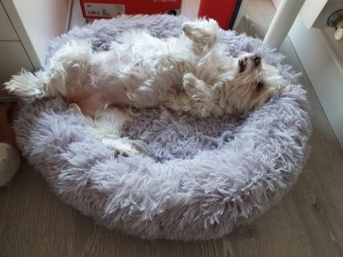 Round Plush Calming Dog Bed Donut-Style Anti-Anxiety Faux Fur Self-Warming photo review