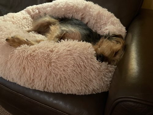 Round Plush Calming Dog Bed Donut-Style Anti-Anxiety Faux Fur Self-Warming photo review