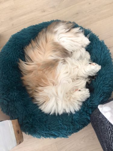 Round Plush Calming Dog Bed Donut-Style Anti-Anxiety Faux Fur Self-Warming photo review