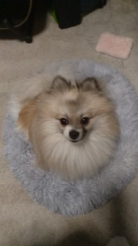 Round Plush Calming Dog Bed Donut-Style Anti-Anxiety Faux Fur Self-Warming photo review
