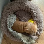 Round Plush Calming Dog Bed Donut-Style Anti-Anxiety Faux Fur Self-Warming photo review