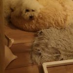 Round Plush Calming Dog Bed Donut-Style Anti-Anxiety Faux Fur Self-Warming photo review