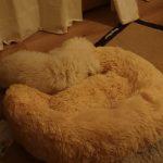 Round Plush Calming Dog Bed Donut-Style Anti-Anxiety Faux Fur Self-Warming photo review