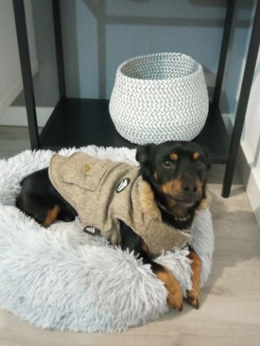 Round Plush Calming Dog Bed Donut-Style Anti-Anxiety Faux Fur Self-Warming photo review