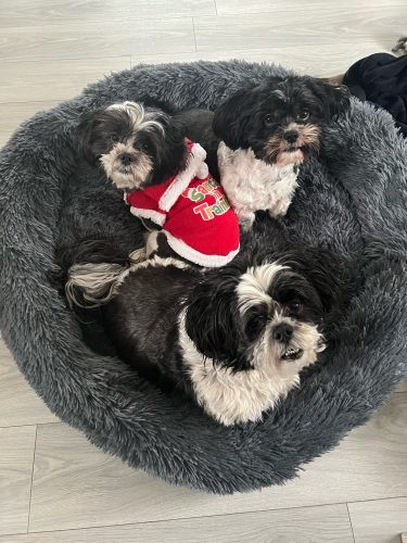 Round Plush Calming Dog Bed Donut-Style Anti-Anxiety Faux Fur Self-Warming photo review