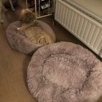 Round Plush Calming Dog Bed Donut-Style Anti-Anxiety Faux Fur Self-Warming photo review