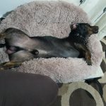 Round Plush Calming Dog Bed Donut-Style Anti-Anxiety Faux Fur Self-Warming photo review