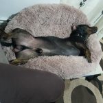 Round Plush Calming Dog Bed Donut-Style Anti-Anxiety Faux Fur Self-Warming photo review