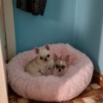 Round Plush Calming Dog Bed Donut-Style Anti-Anxiety Faux Fur Self-Warming photo review