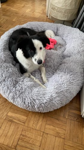 Round Plush Calming Dog Bed Donut-Style Anti-Anxiety Faux Fur Self-Warming photo review