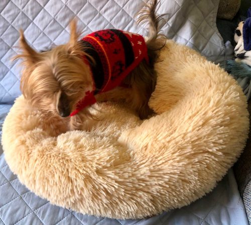Round Plush Calming Dog Bed Donut-Style Anti-Anxiety Faux Fur Self-Warming photo review