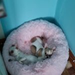 Round Plush Calming Dog Bed Donut-Style Anti-Anxiety Faux Fur Self-Warming photo review