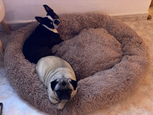 Round Plush Calming Dog Bed Donut-Style Anti-Anxiety Faux Fur Self-Warming photo review