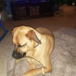 Round Plush Calming Dog Bed Donut-Style Anti-Anxiety Faux Fur Self-Warming photo review