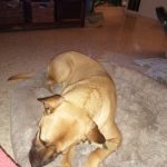 Round Plush Calming Dog Bed Donut-Style Anti-Anxiety Faux Fur Self-Warming photo review