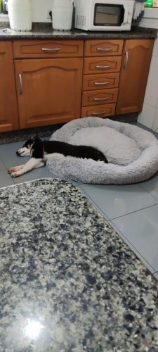 Round Plush Calming Dog Bed Donut-Style Anti-Anxiety Faux Fur Self-Warming photo review