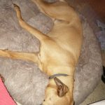 Round Plush Calming Dog Bed Donut-Style Anti-Anxiety Faux Fur Self-Warming photo review